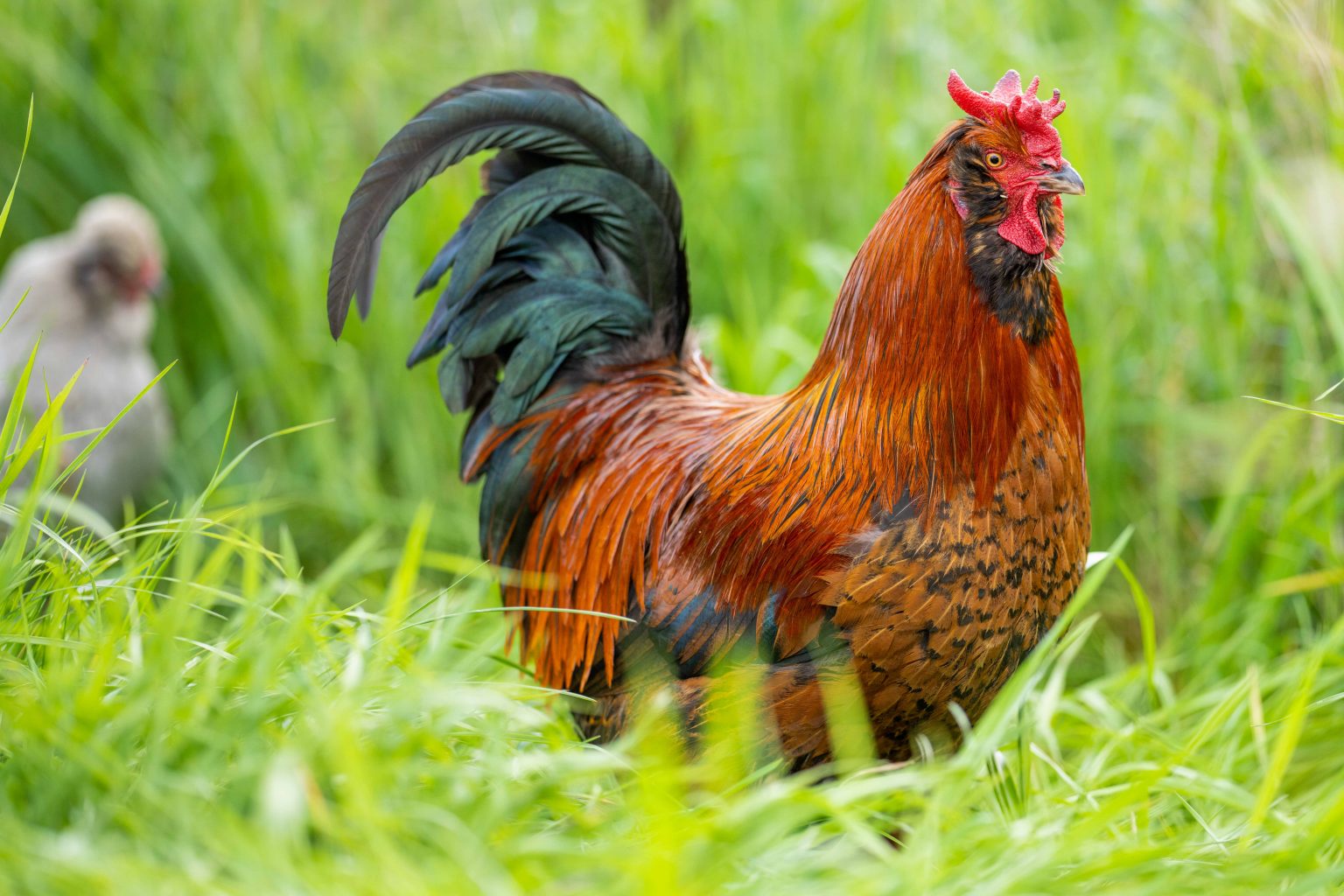 What do Rhode Island red chickens eat Travel To New England