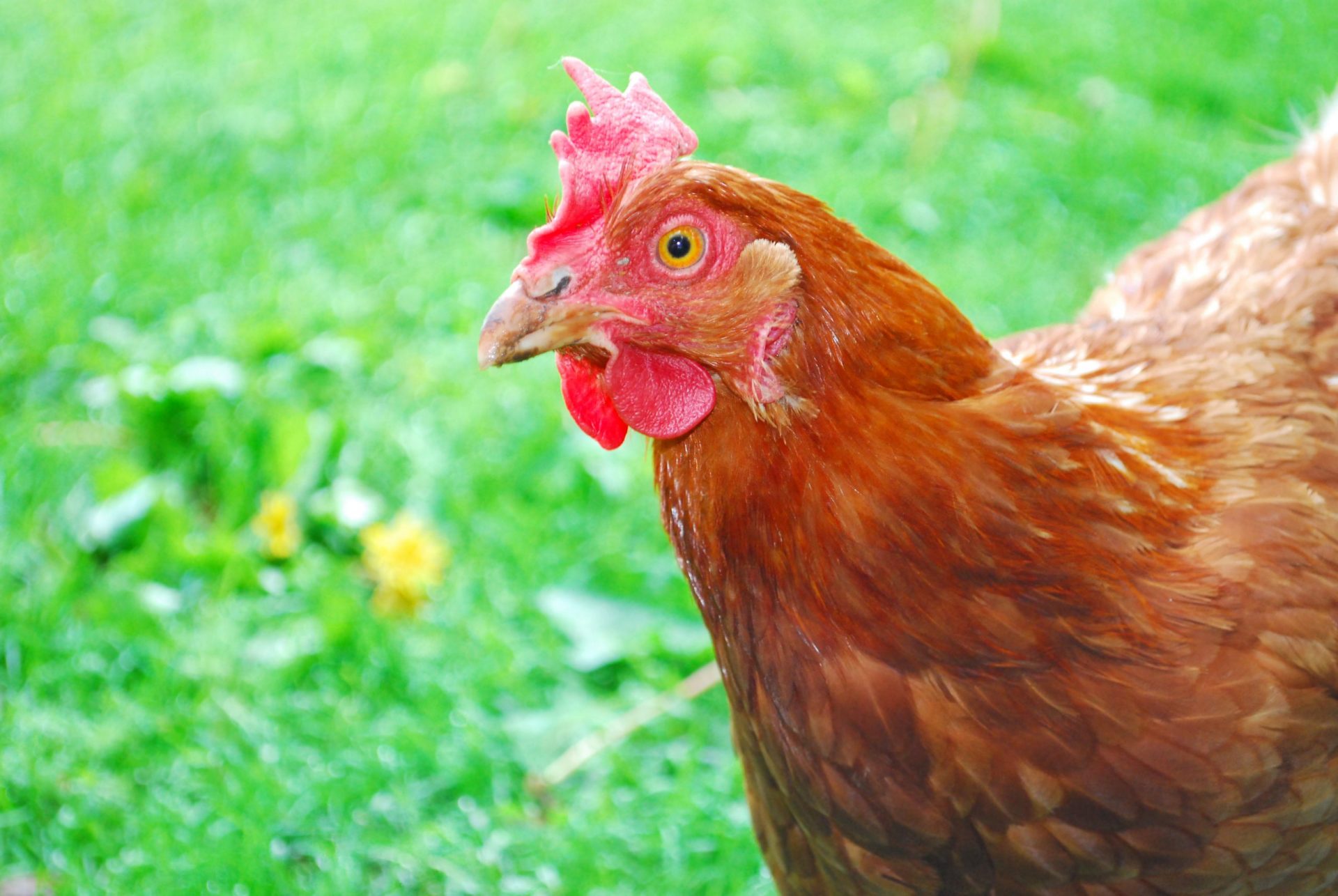 What do Rhode Island red chickens eat