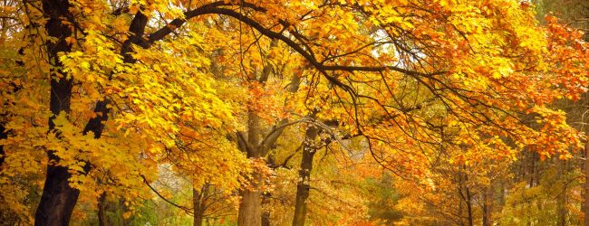 New England fall Foliage Trip is needed